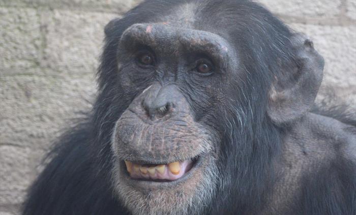 Chimpanzee